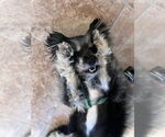 Small #3 Shih Tzu