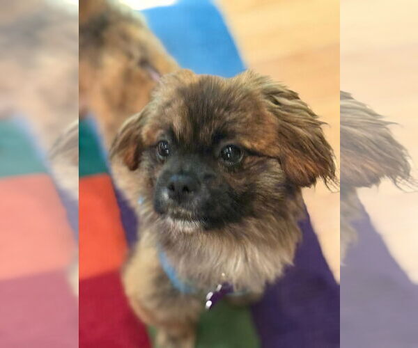 Medium Photo #3 Pekingese-Unknown Mix Puppy For Sale in East Derry, NH, USA