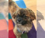 Small #2 Pekingese Mix