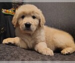 Puppy Orange boy Golden Retriever