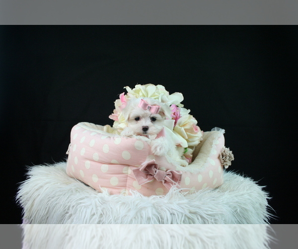 Medium Photo #3 Maltese Puppy For Sale in DELRAY BEACH, FL, USA