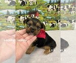 Image preview for Ad Listing. Nickname: Tiny Hudson
