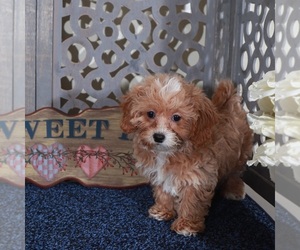 Shih-Poo Puppy for sale in MOUNT VERNON, OH, USA