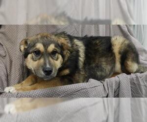 Mutt Dogs for adoption in Thief River Falls, MN, USA
