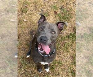 American Pit Bull Terrier-Unknown Mix Dogs for adoption in Lee's Summit, MO, USA