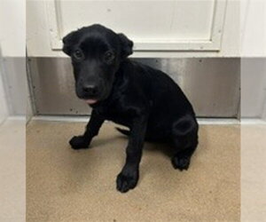 German Shepherd Dog-Unknown Mix Dogs for adoption in Norco, CA, USA