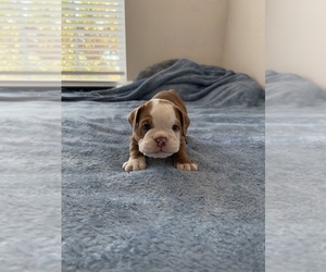 Bulldog Puppy for sale in NOKOMIS, FL, USA