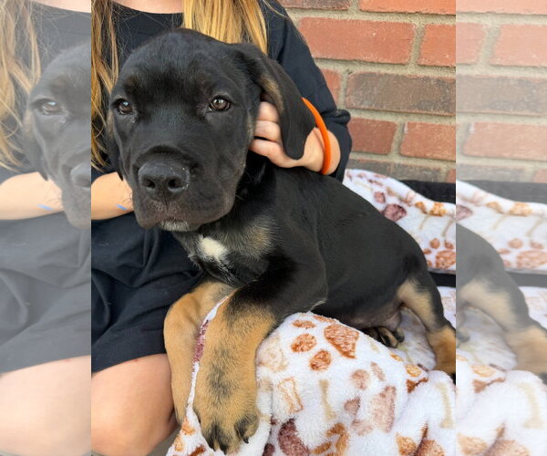Medium Photo #1 Mutt Puppy For Sale in Goodyear, AZ, USA