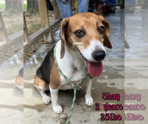 Beagle-Unknown Mix Dogs for adoption in Woodbury, NY, USA