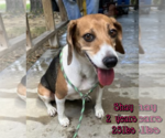 Small Beagle Mix