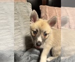 Small #44 Pomsky