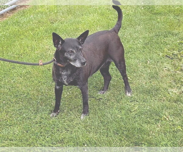 Medium Photo #5 Mutt Puppy For Sale in Rootstown, OH, USA