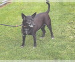 Small #4 Mutt