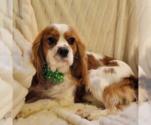 Father of the Beaglier puppies born on 08/27/2025