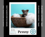 Small Photo #2 Australian Shepherd-Unknown Mix Puppy For Sale in Kimberton, PA, USA