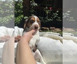 Small #3 Beagle