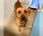 Small Black Mouth Cur Mix