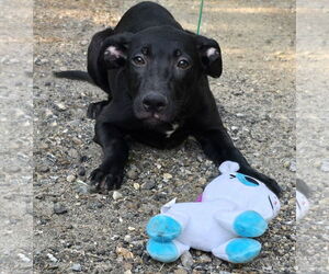 Labrador Retriever-Unknown Mix Dogs for adoption in Wetumpka, AL, USA