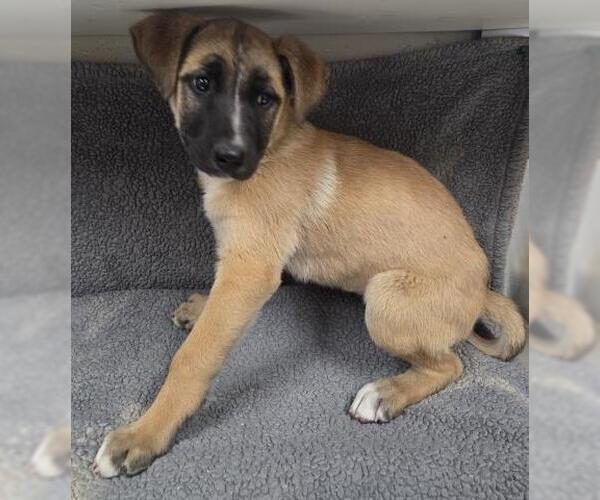 Medium Photo #1 Pointer-Unknown Mix Puppy For Sale in HESPERIA, CA, USA