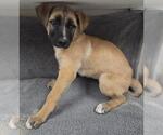 Small Pointer Mix