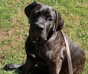Cane Corso Puppy for sale in NEW LONDON, WI, USA