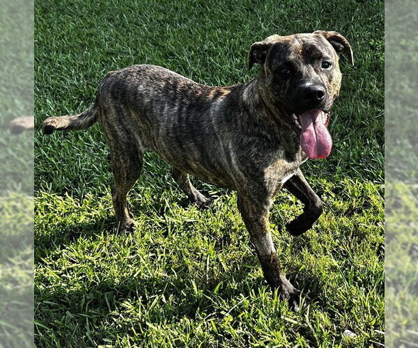 Medium Photo #1 Labrador Retriever-Plott Hound Mix Puppy For Sale in Grovetown, GA, USA