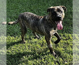 Labrador Retriever-Plott Hound Mix Dogs for adoption in Grovetown, GA, USA