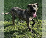 Small Labrador Retriever-Plott Hound Mix