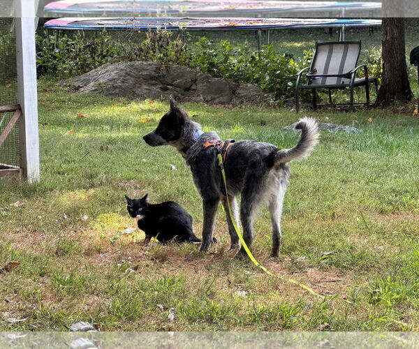 Medium Photo #3 Mutt Puppy For Sale in Garden City, NY, USA