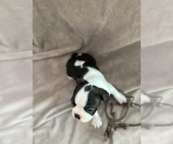 Medium Photo #4 Boston Terrier Puppy For Sale in LOOMIS, CA, USA