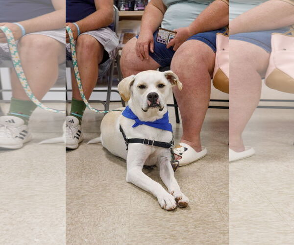 Medium Photo #12 Boxador Puppy For Sale in Princeton, MN, USA