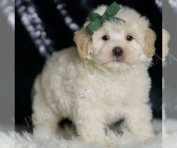 Medium Photo #42 Maltipoo (Miniature) Puppy For Sale in WARSAW, IN, USA