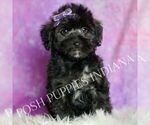 Small #5 Morkie