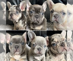 French Bulldog Puppy for sale in ARLINGTON, CA, USA