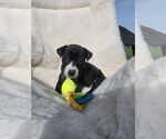 Small Boxador