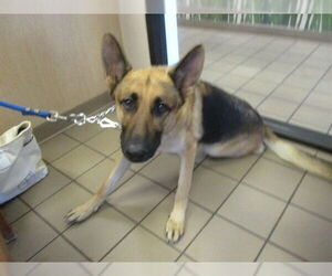 German Shepherd Dog-Unknown Mix Dogs for adoption in Ocala, FL, USA