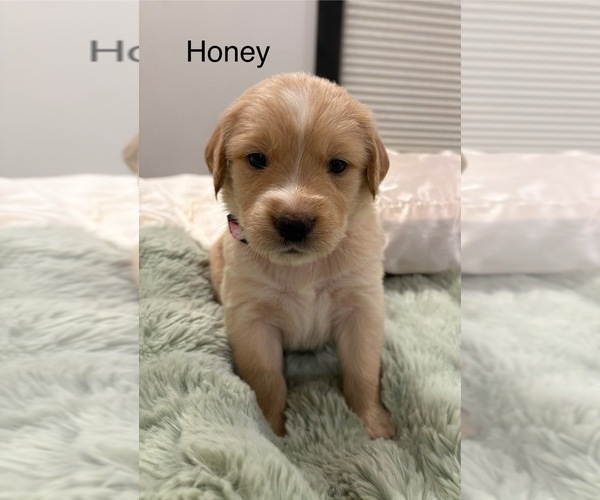 Medium Photo #18 Australian Retriever Puppy For Sale in NEWCOMERSTOWN, OH, USA