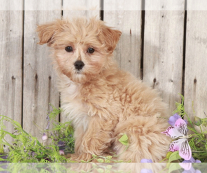 Maltipoo Puppy for sale in MOUNT VERNON, OH, USA