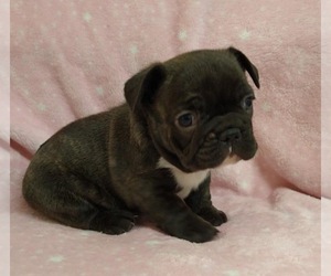 French Bulldog Puppy for sale in JOHNS ISLAND, SC, USA