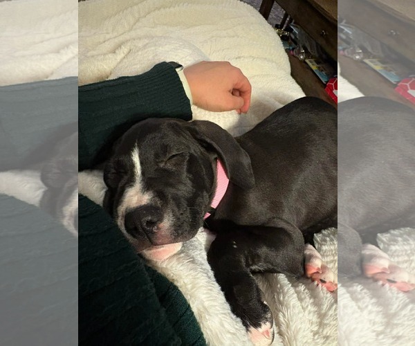 Medium Photo #1 Labrador Retriever-Treeing Walker Coonhound Mix Puppy For Sale in Duluth, MN, USA