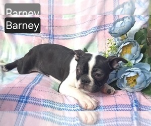 Boston Terrier Puppy for sale in MINERAL WELLS, WV, USA
