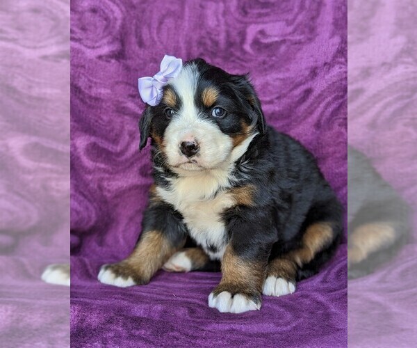 Medium Photo #2 Bernese Mountain Dog Puppy For Sale in DELTA, PA, USA