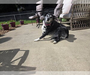 Minnie Mouse - Female Australian Shepherd-Unknown Mix Dog for Adoption - Photo #3