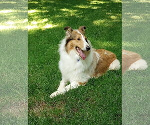 Collie Dogs for adoption in Chantilly, VA, USA