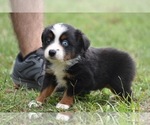 Small Photo #2 Miniature Australian Shepherd Puppy For Sale in PALM COAST, FL, USA