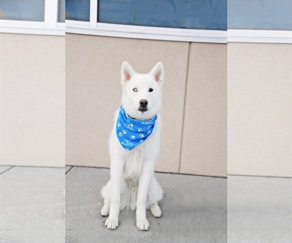 Medium Photo #12 Huskies -Unknown Mix Puppy For Sale in Sandy, UT, USA