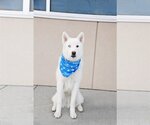 Small #11 Huskies  Mix