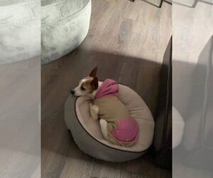 KK - Female Chihuahua Dog for Adoption - Photo #3