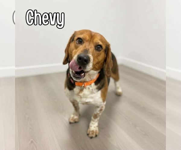 Medium Photo #3 Bagle Hound Puppy For Sale in Westwood, NJ, USA