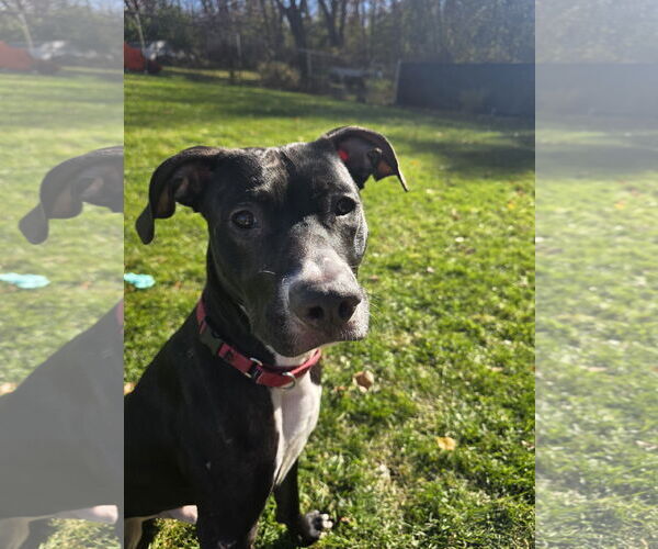 Medium Photo #1 American Pit Bull Terrier-Labrador Retriever Mix Puppy For Sale in Princeton, MN, USA